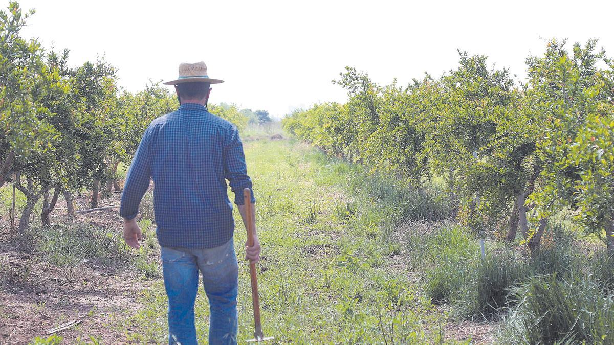 Sector primario. Un agricultor trabaja su parcela situada en un campo de cultivo en Burriana.