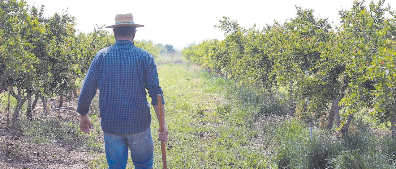 Sector primario. Un agricultor trabaja su parcela situada en un campo de cultivo en Burriana.
