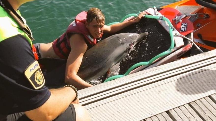 Rescatan un delfín varado en la playa del Cabanyal