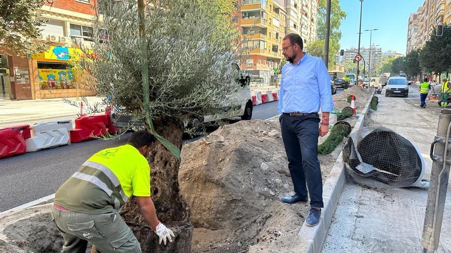 Palmeras, olivos centenarios y cipreses embellecerán las nuevas medianas de Ronda Norte y Primo de Rivera