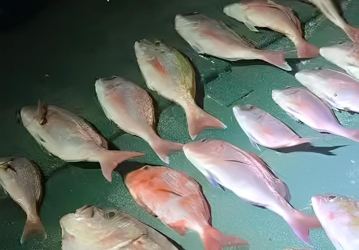 Pescado incautado por la Guardia Civil frente a Pozo Izquierdo
