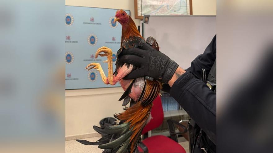 Parado por conducir drogado, sin seguro… y con 14 gallos de pelea en el maletero en Córdoba