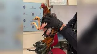 Parado por conducir drogado, sin seguro… y con 14 gallos de pelea en el maletero en Córdoba