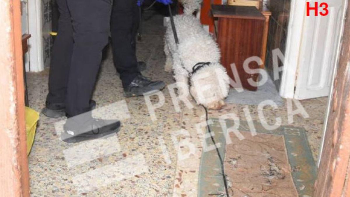 La Unidad Cinológica de la Guardia Civil participó en la inspección de la casa de los acusados. En la imagen, Dylan, un agente canino que marcó varios puntos de interés en la vivienda.