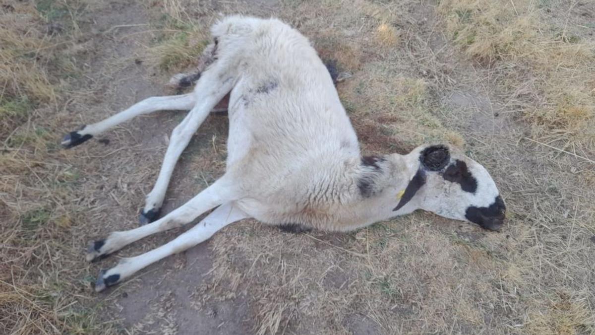 Uno de los animales muertos que aparecen por el pueblo. | LOZ