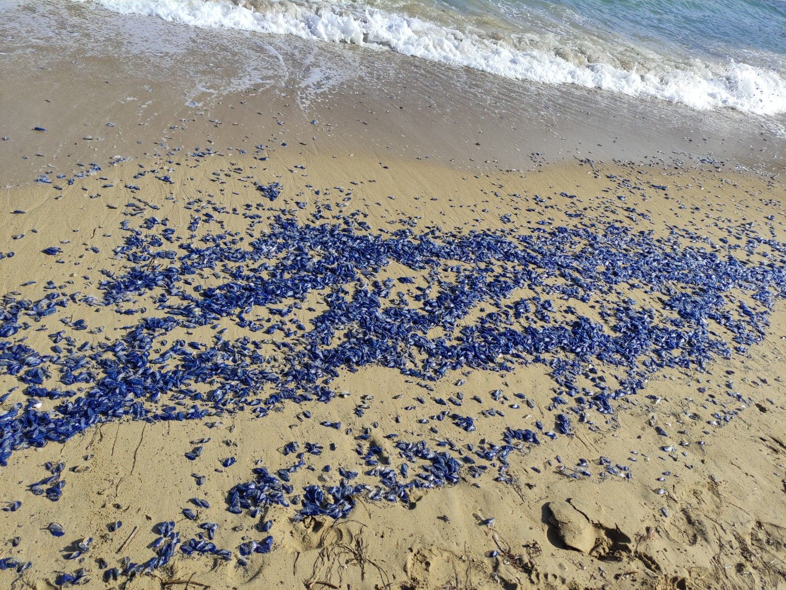 Aparecen cientos de miles de medusas en una playa de Ibiza