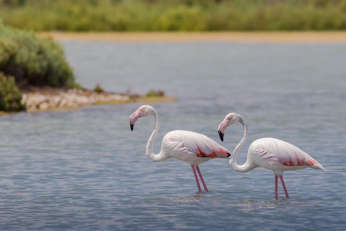 Flamencos en el Parque Nacional