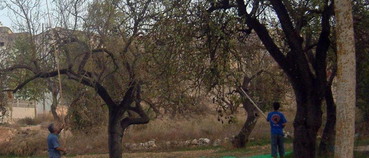 Un payés de Inca varea las almendras que han quedado tras recogerlas con máquina.