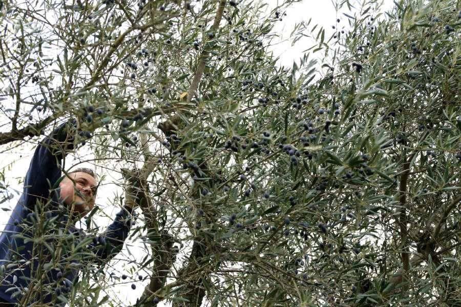 Recogida de aceituna en Fermoselle