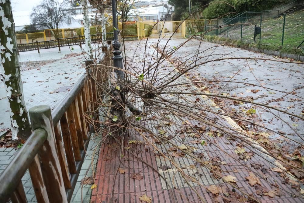 Árbol caído sobre un coche en la Plaza de la Legión de Ourense.