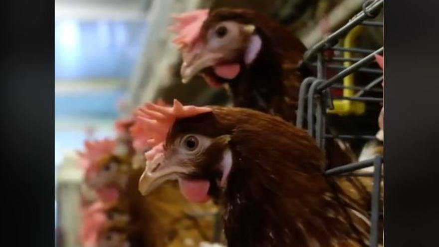 Este es el supermercado de España que no vende huevos de gallinas enjauladas