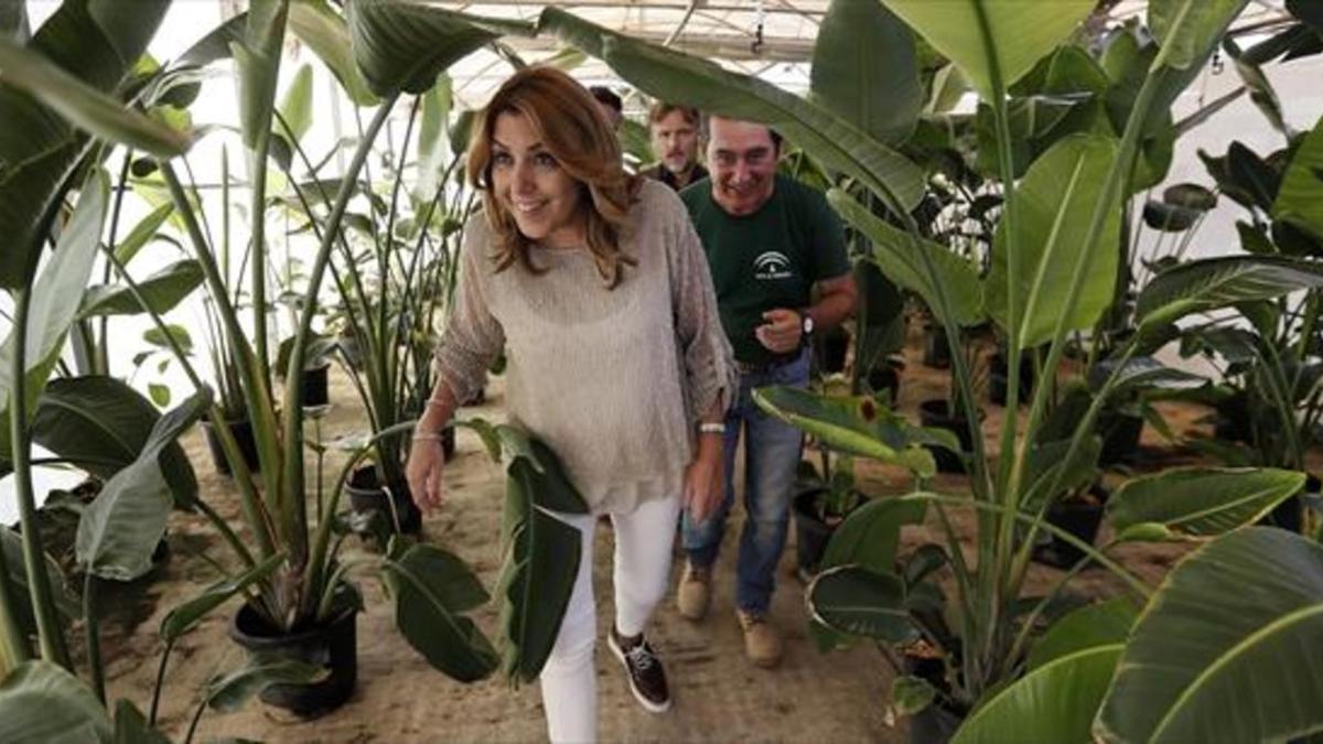 La presidenta de Andalucía, Susana Díaz, durante la visita a un vivero en Sevilla el pasado mes de julio.