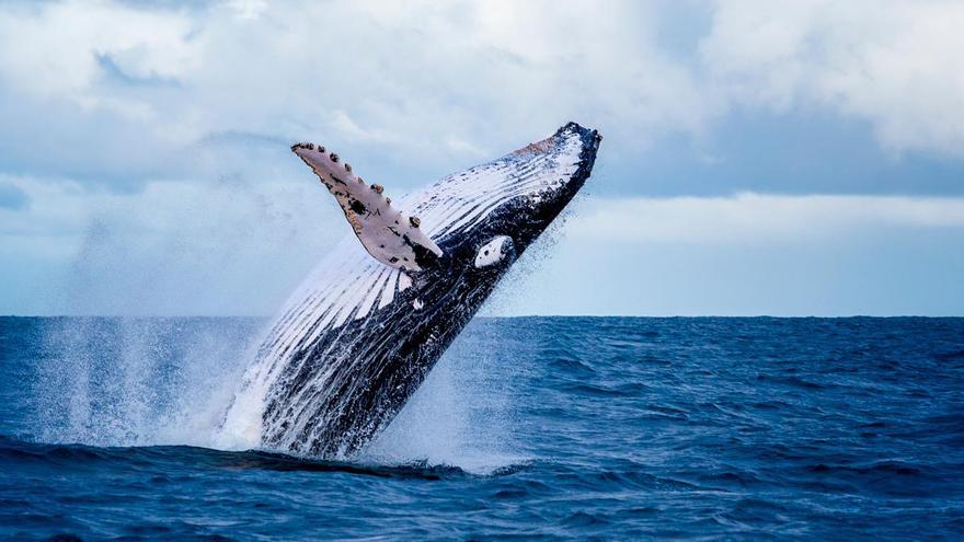 Islandia suspende la caza de ballenas este verano y prepara su prohibición