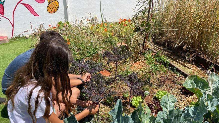Cinco colegios de Sant Antoni participan en el proyecto de huertos escolares ecológicos