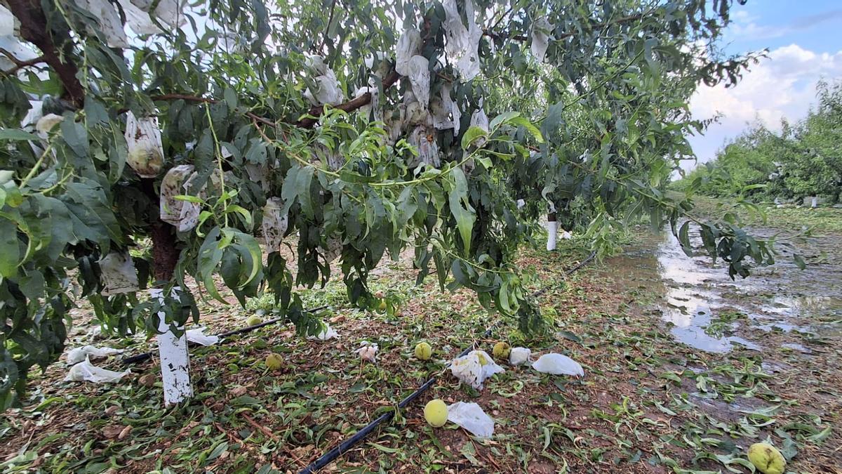 Así quedaron algunos melocotoneros en la zona más afectada por las tormentas este fin de semana.