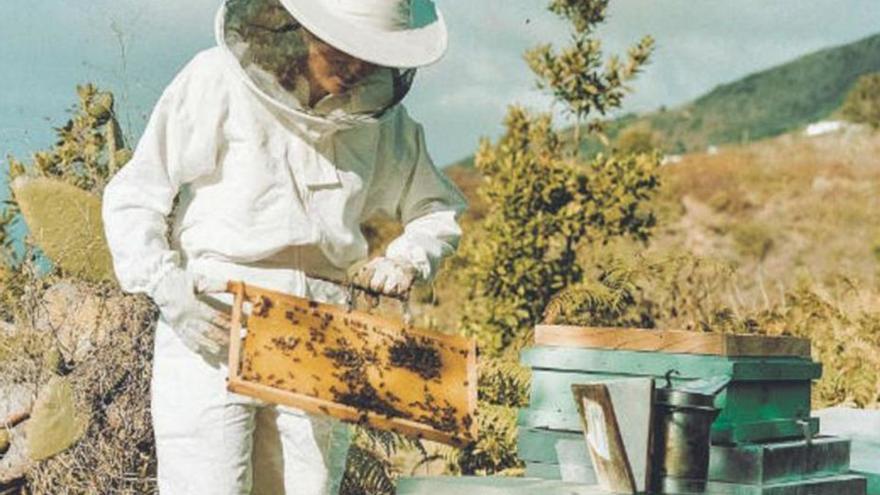 Ofensiva legislativa para  proteger la abeja negra canaria