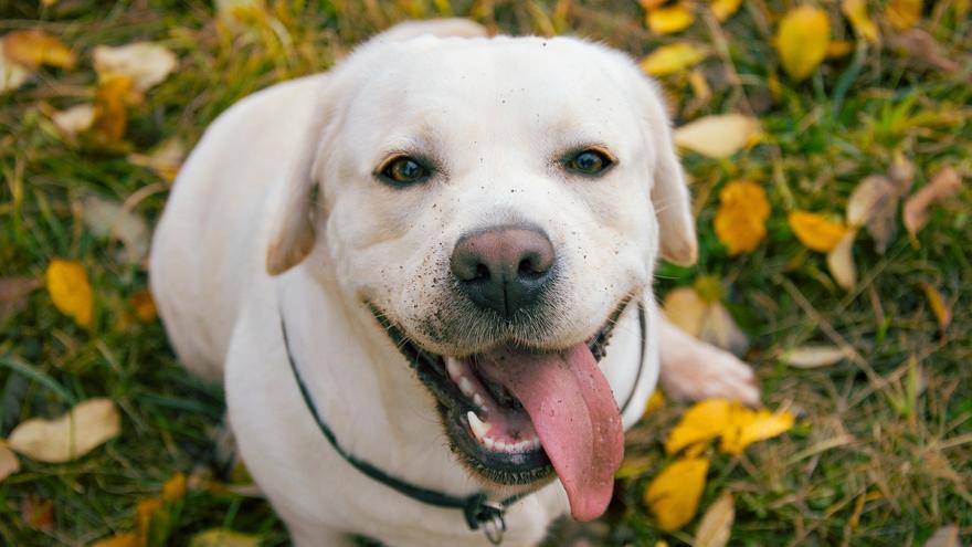 El gen que engreixa els labradors