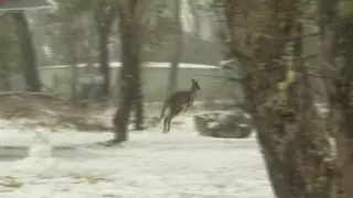 Insólita nevada en Nueva Gales del Sur, Australia