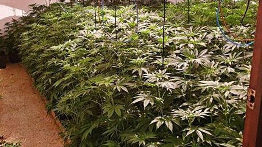 Plantes de marihuana localitzades en un dels espais de la casa