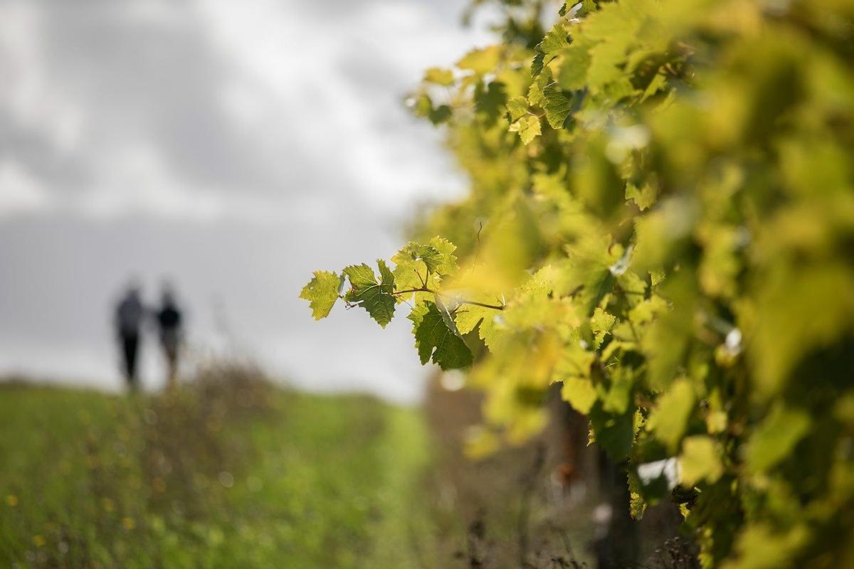 Cognac, Francia