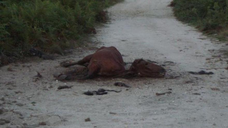 Restos de un caballo en el sendero de la &quot;ruta das pedras&quot;, donde lleva un mes sin que nadie lo retire.  // FdV