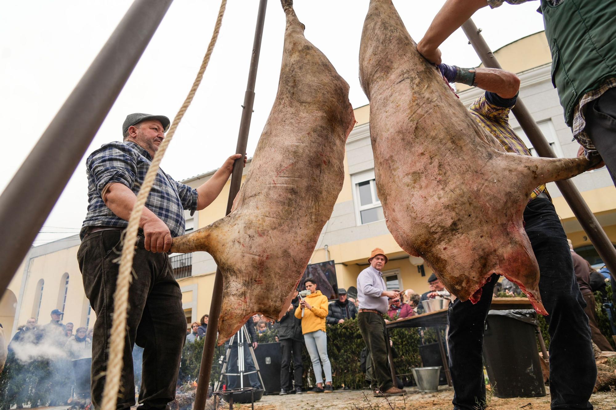 La fiesta de la matanza de Alcaracejos