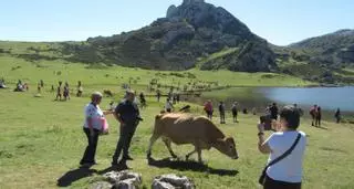 Reacciones a la tasa turística que quiere implantar Asturias:  escepticismo en el sector y división en el Gobierno