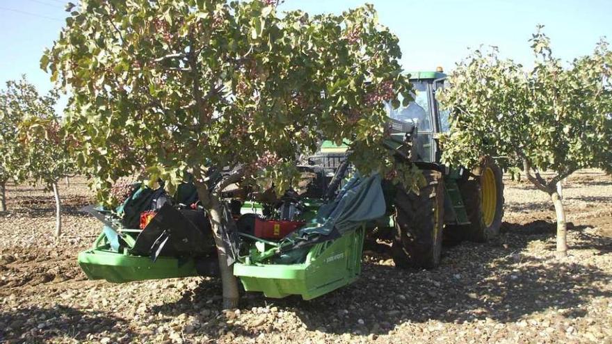 Recolección de pistachos en la finca pionera en esta plantación, situada en Tagarabuena.