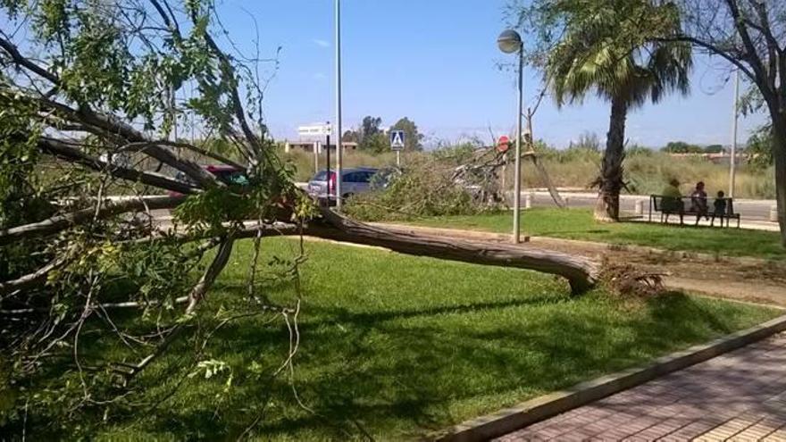 Grandes daños en el arbolado municipal