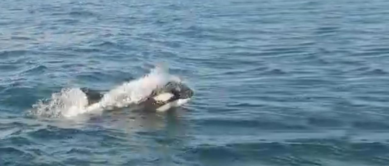 Una de las orcas avistadas el pasado fin de semana en aguas de Galicia.