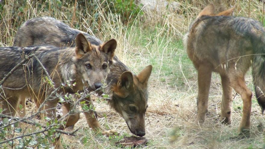 La especie proscrita