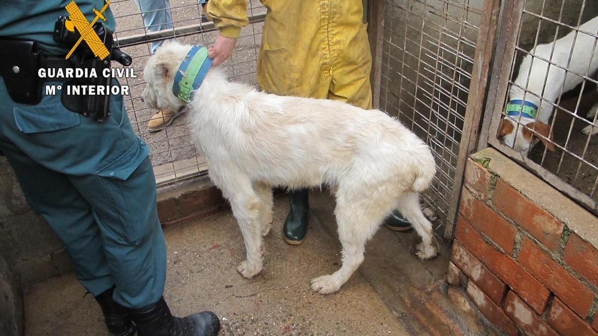 Uno de los animales intervenidos.