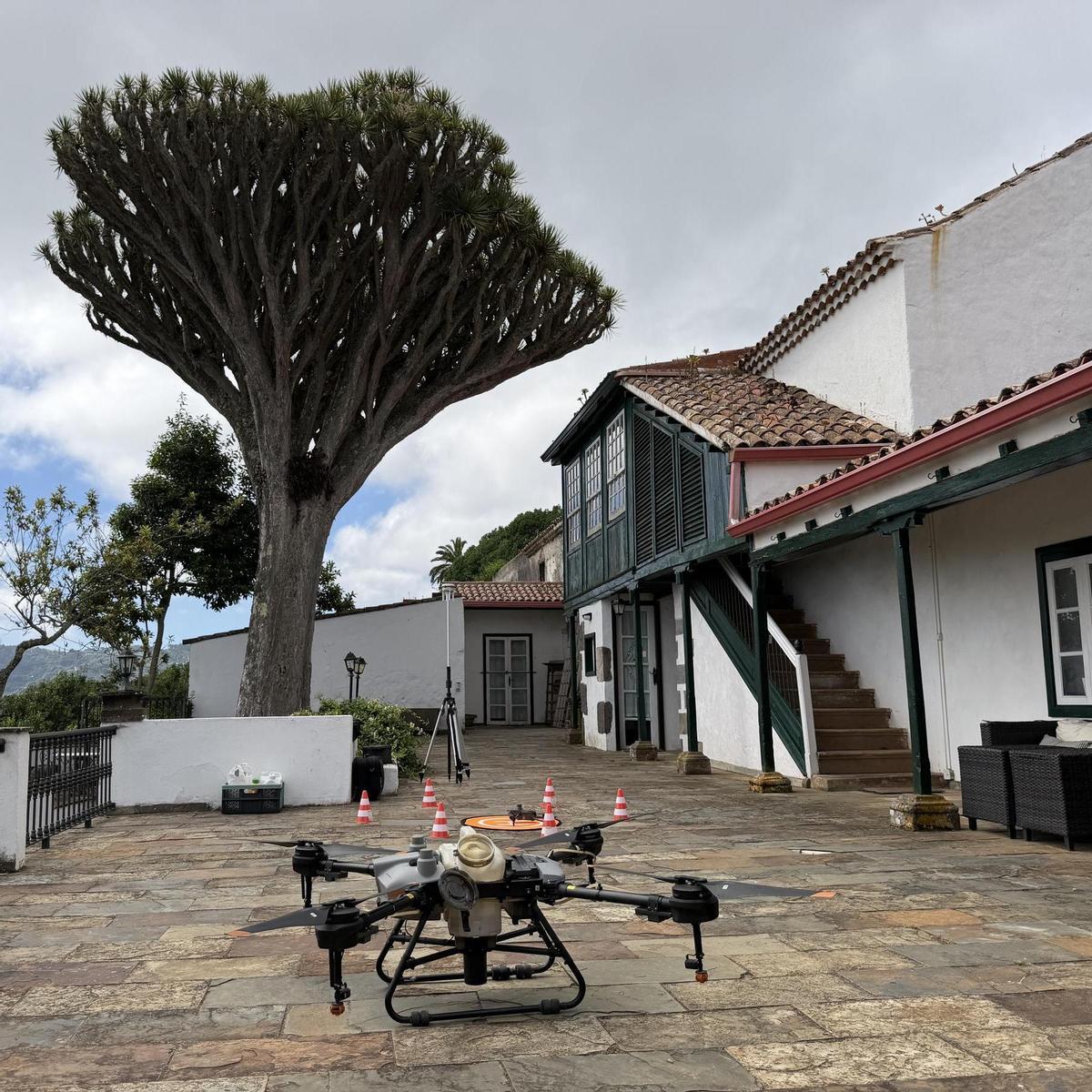 Uno de los dragos centenarios en Moya y, en primer término, uno de los drones utilizados para su tratamiento.
