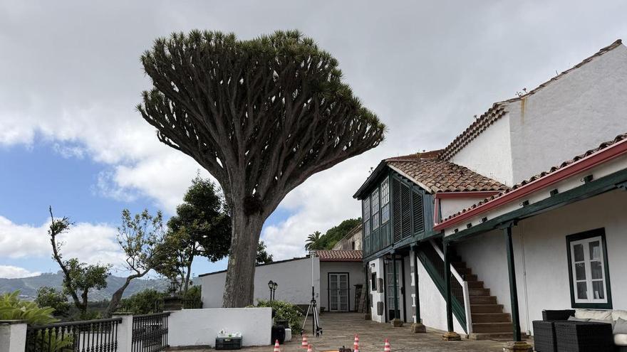 El Cabildo de Gran Canaria sale con drones al rescate de dos dragos centenarios de la villa de Moya