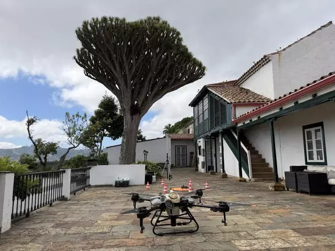 El Cabildo de Gran Canaria sale con drones al rescate de dos dragos centenarios de la villa de Moya