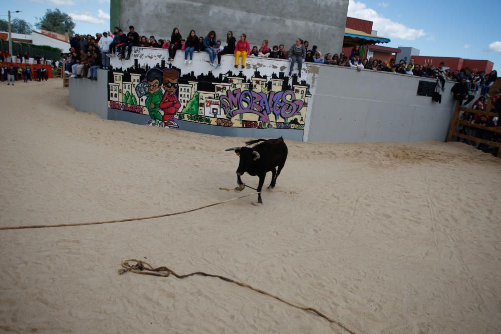 Maniobra para "capturar" una vaquilla