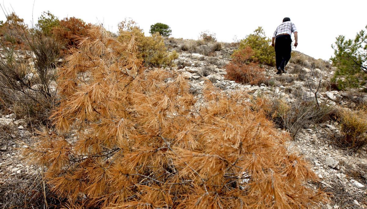 La escasez de precipitaciones en la provincia de Alicante también seca la masa forestal.