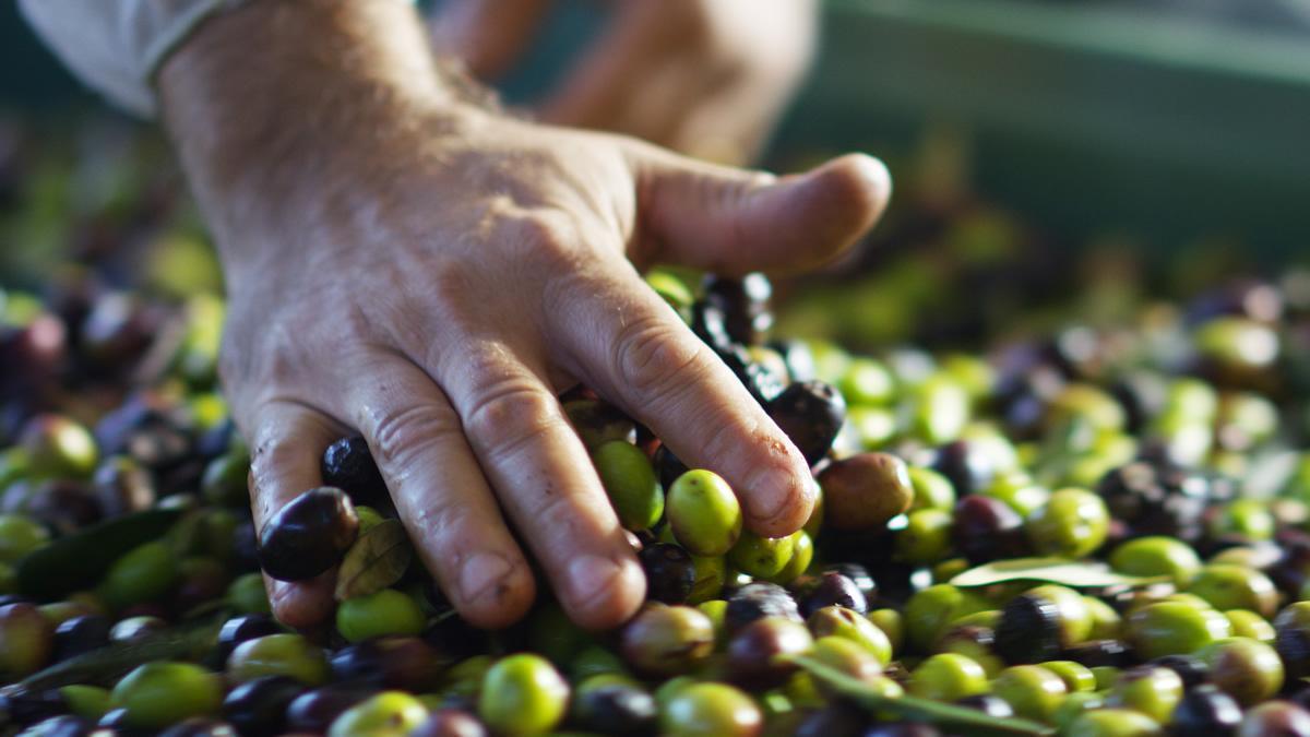 Es ist Handarbeit bei der Olivenernte angesagt.