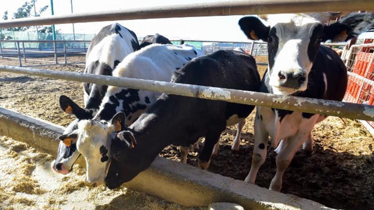 Vacas en una explotación ganadera de la localidad grancanaria de Ingenio.
