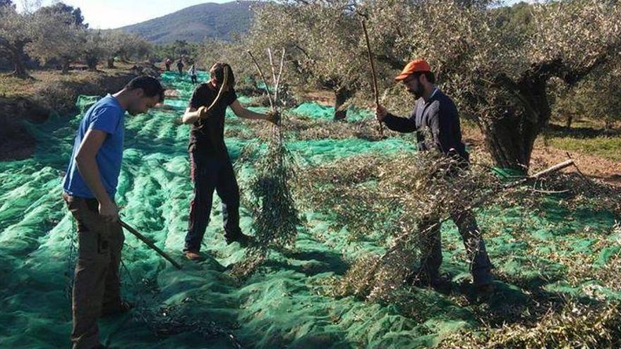 La agricultura &#039;eco&#039; crece otro 20% en 
Castellón y alcanza los 300 operadores