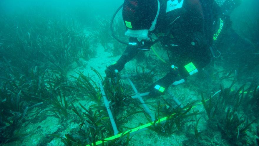 Estudien l&#039;estat de la posidònia a Cala Montgó a través de les boies de fondeig