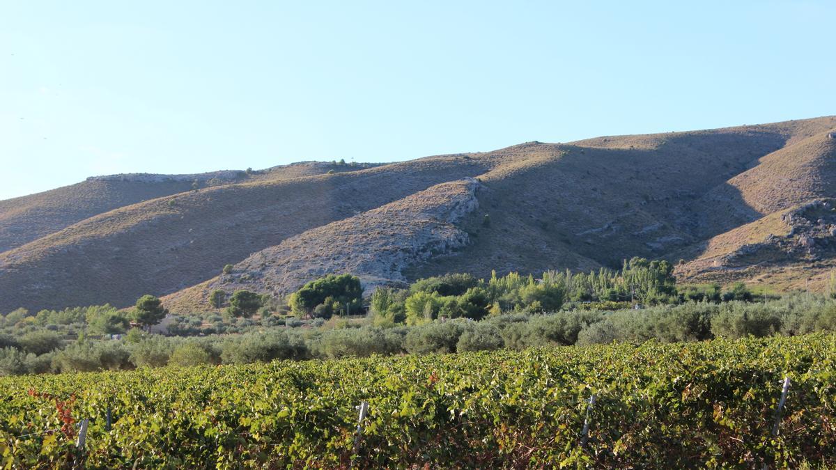 Yacimiento analizado en Villena