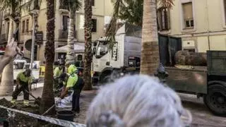 Gràcia recupera les palmeres de la plaça Trilla amb una espècie insòlita
