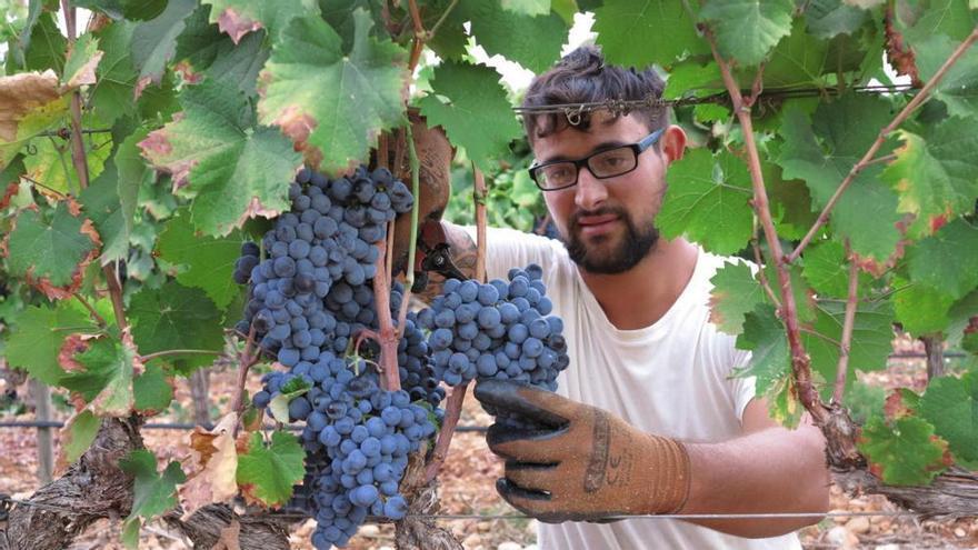 Vendimia en Mallorca en la finca Castell Miquel