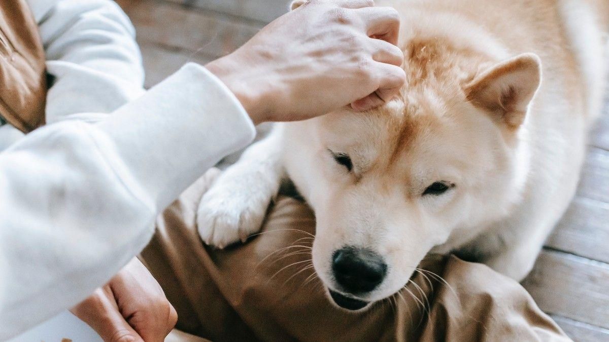 Te contamos cómo y dónde debes acariciar a tu perro.