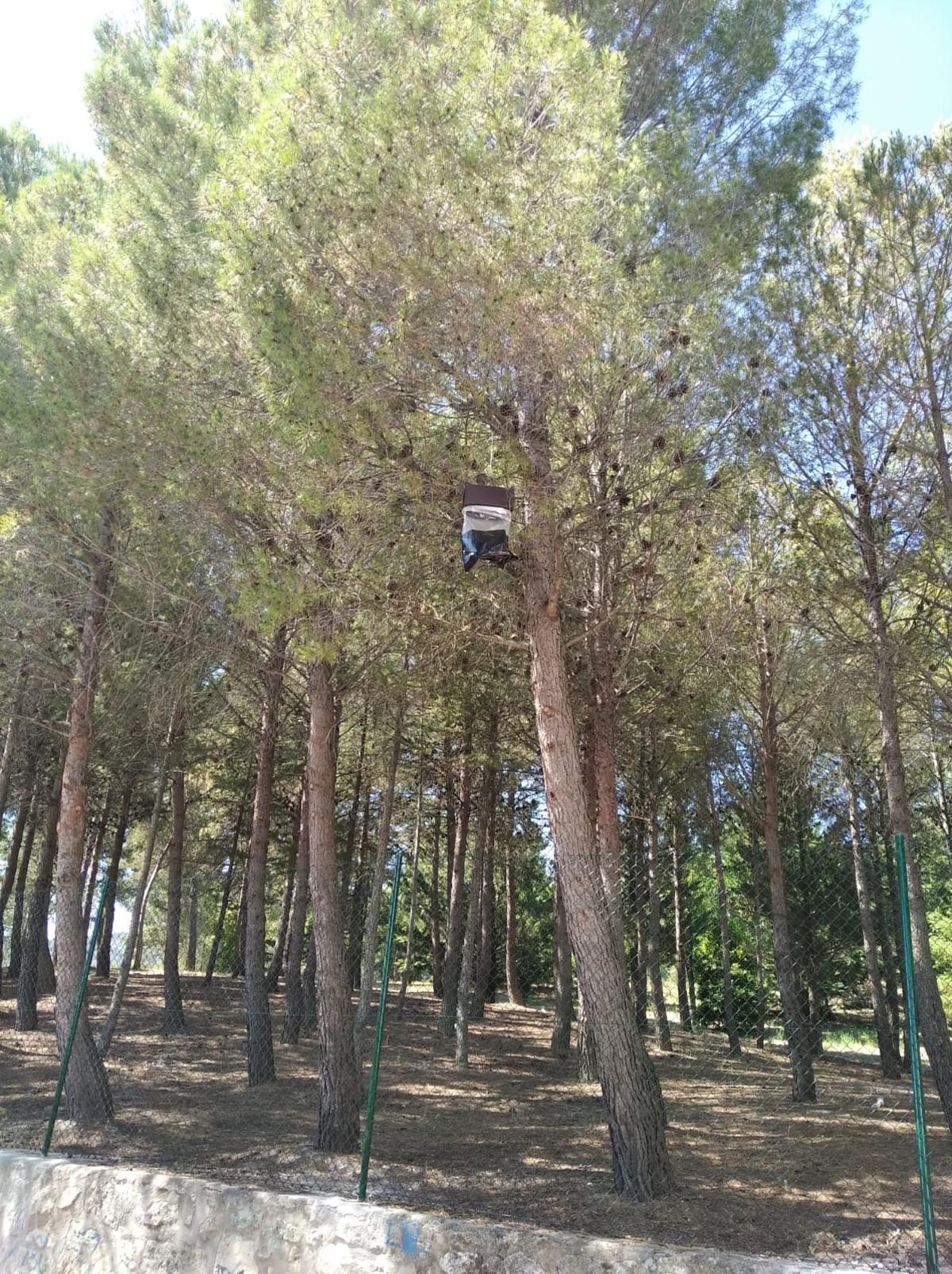 Desde la compañía se realizan tratamientos biológicos en los que se emplean feromonas y bioinsecticidas