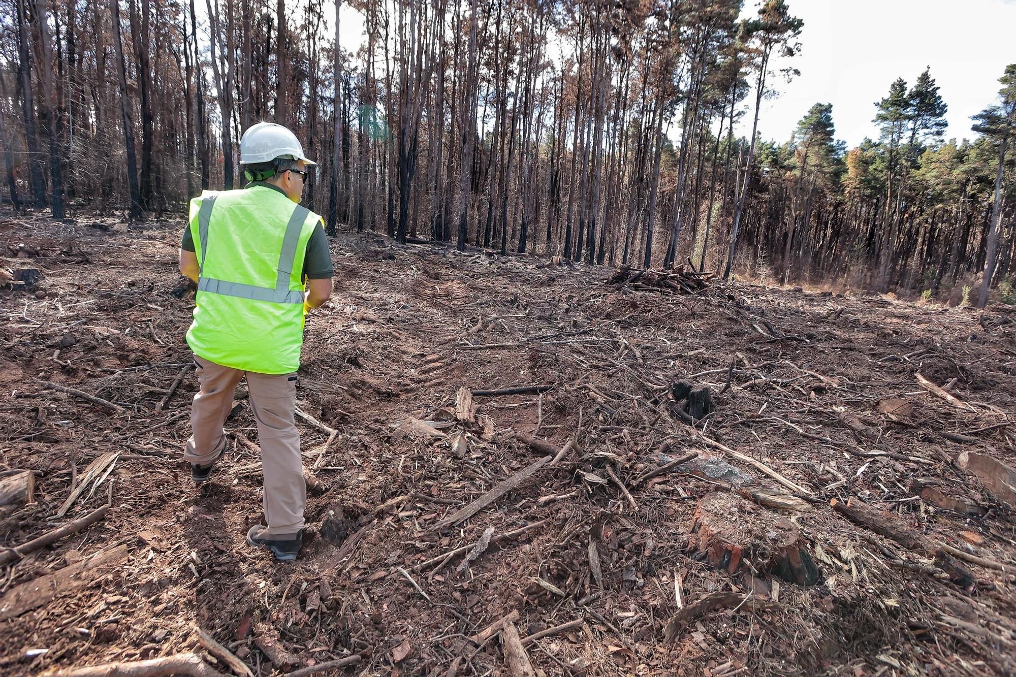 Visita a zonas afectadas por el incendio de agosto en Tenerife