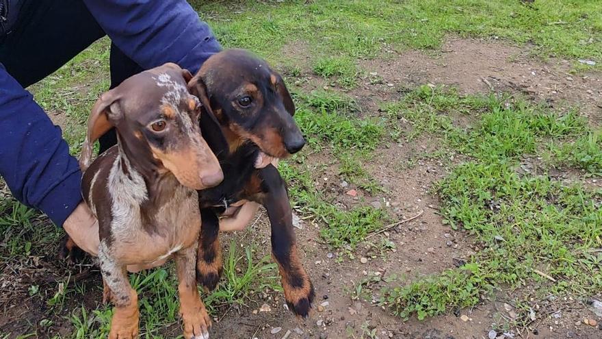 Detenidas seis personas por sustraer perros de centros de cría autorizados en Sevilla