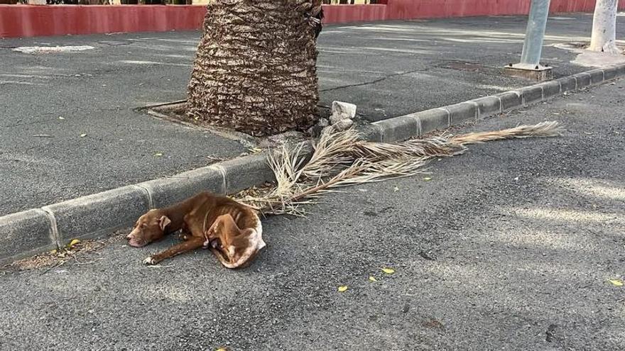 Buscan al responsable de abandonar a una perrita grave en Vecindario