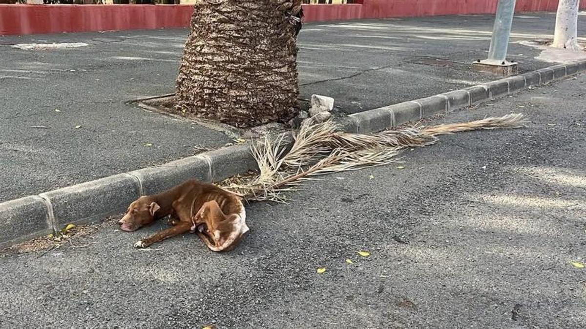 Perra abandonada en Vecindario